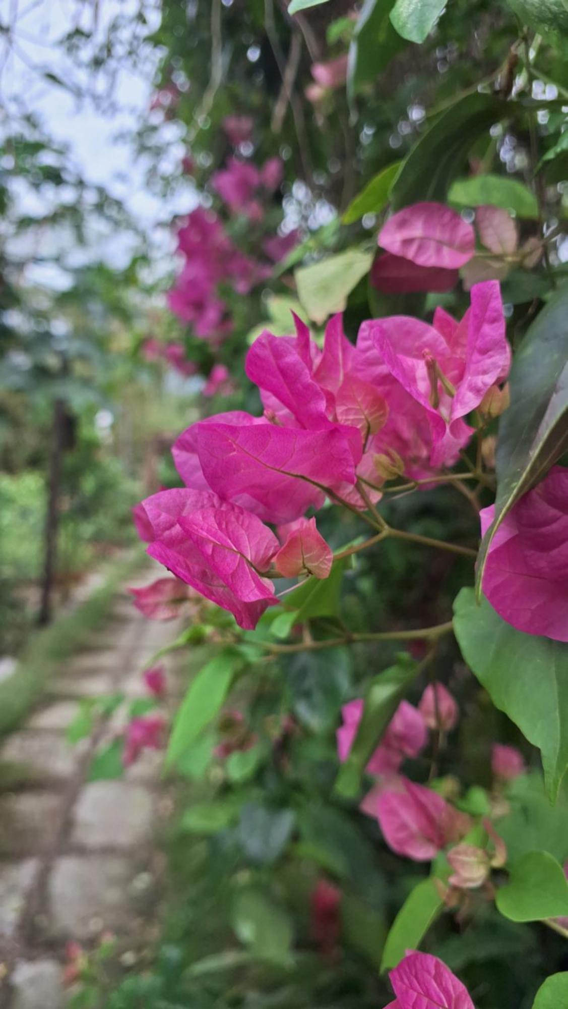 טוי הואה Homestay Dat Phu מראה חיצוני תמונה